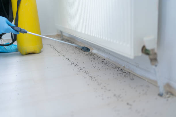 Best Termite Control Services  in Sesser, IL